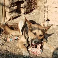 سگ شیانلو|سگ|قلعه نو, |دیوار