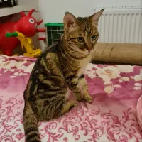 واگذاری گربه (رایگان)