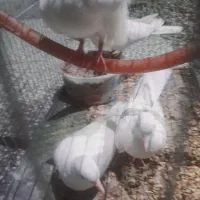 کبوتر خانگی|پرنده|میرجاوه, |دیوار