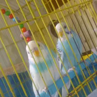 نگهداری پرندگان شما