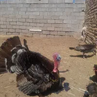بوقلمون نر و ماده