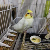 جوجه عروس هلندی