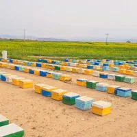 عسل کنار امسالی، ارگانیک|خوردنی و آشامیدنی|تهران, توحید|دیوار