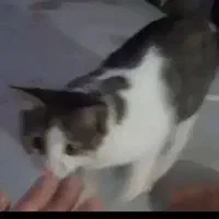 گربه گم شده|حیوانات|ابهر, |دیوار