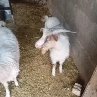 دو عدد چبش|حیوانات مزرعه|خوسف, |دیوار