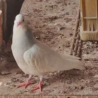 کبوتر طوقی آبی