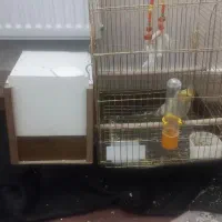 پرنده فروشی|پرنده|کاشان, سیفی آباد|دیوار