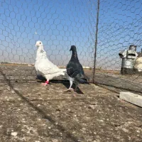 هفت رنگ خطی|پرنده|اقبالیه, |دیوار