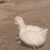 اردک|پرنده|لردگان, |دیوار