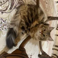 گربه
