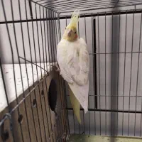 سه جفت عروس هلندی زعفرانی مولد|پرنده|اهواز, کیانشهر|دیوار