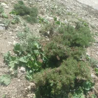 کاشمه تازه