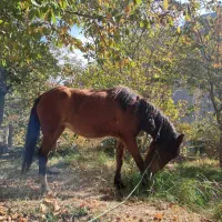 اسب مادیان آبستن|اسب و تجهیزات اسبسواری|گزنک, |دیوار