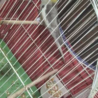 عروس هلندی باقفس