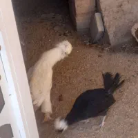 فروش مرغ|حیوانات مزرعه|دهگلان, |دیوار