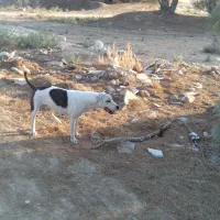 سگ دورگه ماده دو ساله پیتبول و دوگو|سگ|اهرم, |دیوار