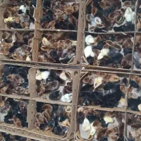 فروش انواع جوجه یک روزه اصلاح نژاد