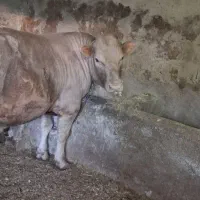 گوساله نر بلژیکی