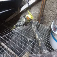 پرنده|پرنده|سلطانیه, |دیوار