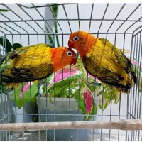 چهار جفت مولد تضمینی قیمت توافقی