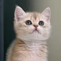 گربه بریتیش آرامبخش