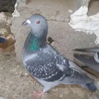 800000|پرنده|سرخس, |دیوار