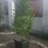 یاس هلندی و کاج لاوسون