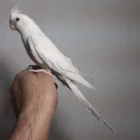 عروس هلندی البینو نر