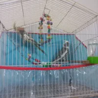 عروس هلندی وقفس ووسایل کامل