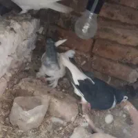 سوسکی و ساده