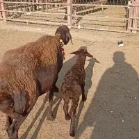 فروش میش بره دار و آبس