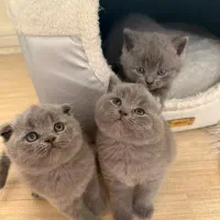 توله گربه اسکاتیش بریتیش