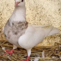 کبوتر طوقی غریب