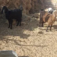 دوتا بز فروشی