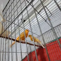 قناری نر و ماده|پرنده|گلپایگان, |دیوار