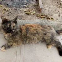 یک گربه پرشین زیبا و آرام|گربه|مشهد, کوثر|دیوار