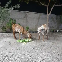 بز داشتی صلاله