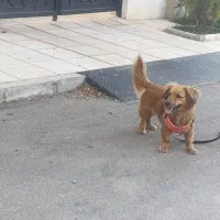 سگ پاکوتاه