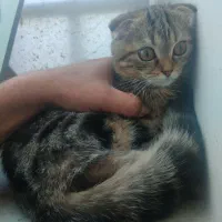 بچه گربه تبی فلد|گربه|تهران, بلوار کشاورز|دیوار