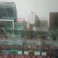 شیشه اکواری