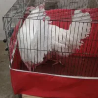 مرغ تخم گذار