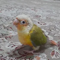 طوطی گرینچیک جوجه
