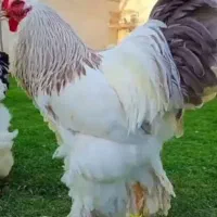 تخم مرغ اصل