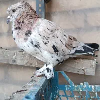 کفتر سار هفترنگ کاکلی پر پا نر|پرنده|مشهد, کارگران|دیوار