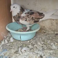 زرد سرور