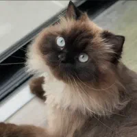 گربه