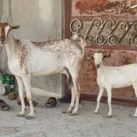 کهره نقشی با بچه ماده باب داشت وگیسه شهری موجود|حیوانات مزرعه|قشم, |دیوار