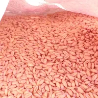 گندم بذری آزران،جو بهمن ،جو سرارود