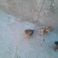 جوجه|حیوانات مزرعه|خوی, |دیوار