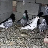 کفتر کهنوج|پرنده|کهنوج, |دیوار